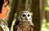 hawk