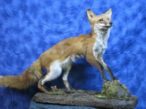 taxidermy